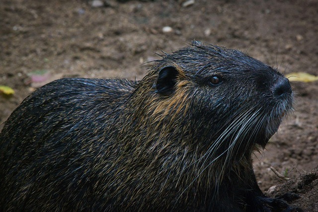 Hvornår bør du tilkalde professionelle til rengøring efter rotter?